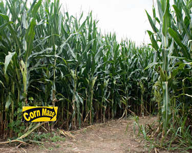 Kids Okaloosa County, Walton County and Bay County: Corn Mazes and Farm Fun - Fun 4 Emerald Coast Kids