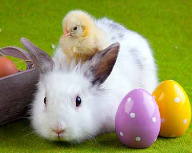 Kids Okaloosa County, Walton County and Bay County: Easter Bunny Events - Fun 4 Emerald Coast Kids