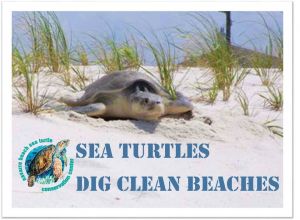 sea turtles dig clean beaches.jpg