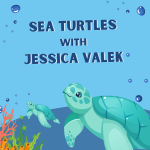 Sea Turtles with Jessica Valek.png