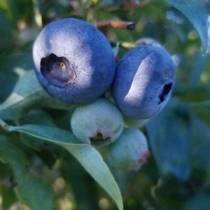 Muffins Blueberry Farm