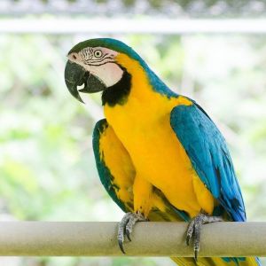 Uncle Sandy's Macaw Bird Sanctuary