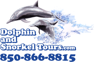 Dolphin and Snorkel Tours Snorkeling and Freediving