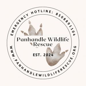 Panhandle Wildlife Rescue