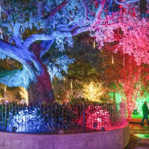 Oaks by the Bay Park Christmas Celebration and Tree Lighting