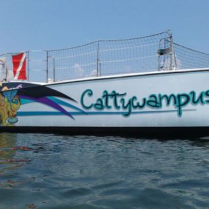 Cattywampus Eco Adventures Snorkeling Tour
