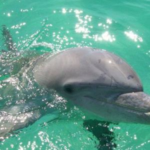 Panama City Beach Dolphin Tours & More