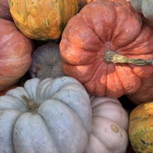 Garden at Peach Creek Harvest Celebration, The