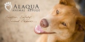 Alaqua Animal Refuge Equine Interactions