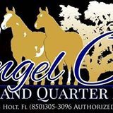Angel Oaks Paint & Quarter Horses: Horseback Riding