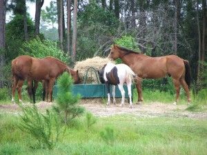 Lazy C Horse Ranch: Pony Party
