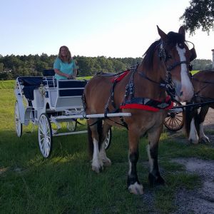 Carriage Rides with High Horse Farms
