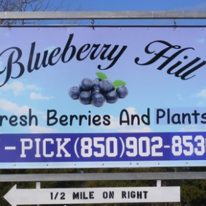 Baker Blueberry Hill